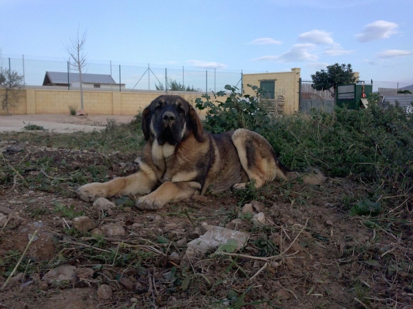 Brisa de Macicandu (Picaro de Albricias x Loba de Macicandu)
Es una cachorra de 9 meses con mucho caracter y muy dominante,es la hembra lider de la manada.
Keywords: carrascoy