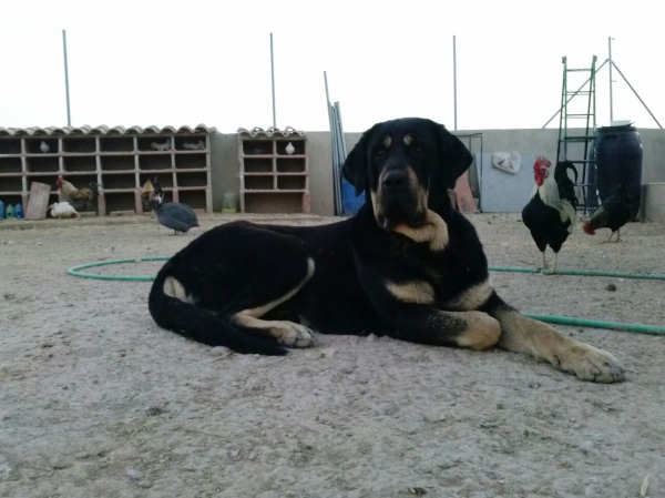 Niki de L"Ebre con 3 años (Enekon de Abelgas x Luna de Picuxiana)
Es una hembra con mucho caracter, es AB en fibrilinas, libre A de displasia de cadera, muerde en tijera y tiene un movimiento excelente.
Keywords: carrascoy