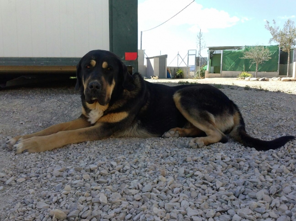 Brisa de Macicandu (Picaro de Albricias x Loba de Macicandu)
Una cachorra muy dominante y con mucho caracter.
Keywords: carrascoy