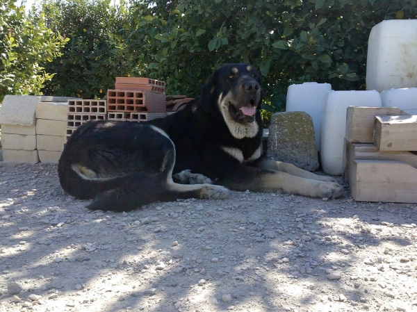 Atila de L"Ebre (Drago de Picu xiana x Pastora de Picu Xiana)
Es AB en fibrilinas,es libre A de displasia de cadera,muerde en tijera y tiene mucho caracter.
Keywords: carrascoy