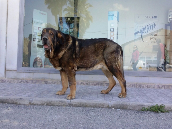 Hercules Danca Cotufa (Ursus Danca Cotufa x Joya Tornado Erben)
Un ejemplar con buena estructura y muy grande.
Keywords: carrascoy