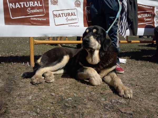 Trufa de Fuentes del Grajero con 8 meses (Melchor de Riolago x Jacarandosa de Trashumancia)
Keywords: carrascoy