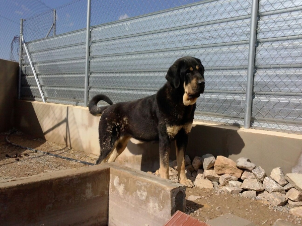 Niki de L"Ebre con 3 años (Enekon de Abelgas x Luna de Picuxiana)
Niki es una hembra con mucho temperamento, es AB en fibrilinas, es libre A de displasia de cadera y muerde en tijera.
Keywords: carrascoy