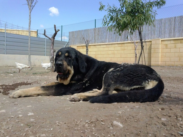 Niki de L"Ebre con 3 años (Enekon de Abelgas x Luna de Picuxiana)
Niki es una hembra con mucho temperamento, es AB en fibrilinas, es libre A de displasia de cadera y muerde en tijera.
Keywords: carrascoy