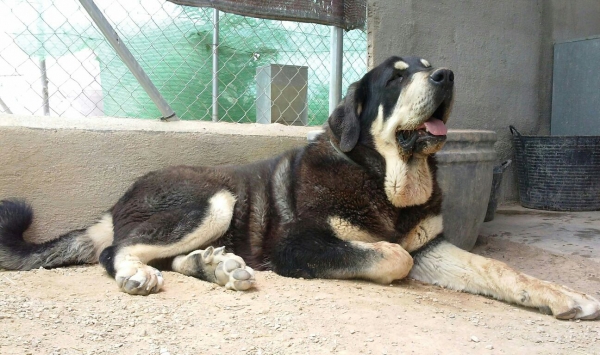 Trufa de Fuentes del Grajero con 10 meses (Melchor de Riolago x Jacarandosa de Trashumancia)
Keywords: carrascoy