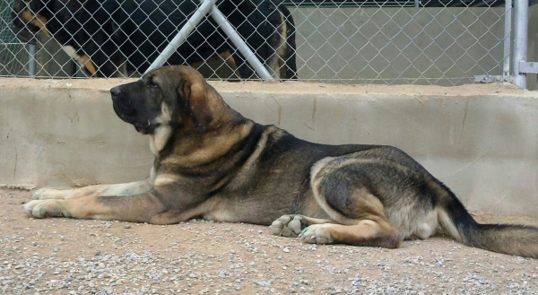 Brisa de Macicandu (Picaro de Albricias x Loba de Macicandu)
Una hembra con mucho caracter
Keywords: carrascoy