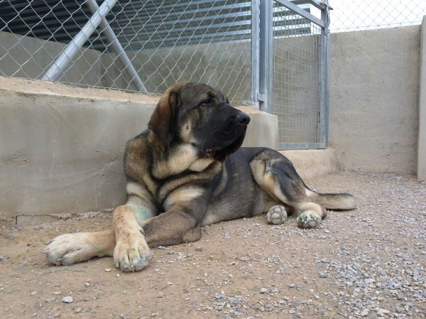 Brisa de Macicandu (Picaro de Albricias x Loba de Macicandu)
Una hembra con mucho caracter
Keywords: carrascoy