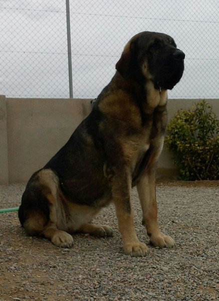 Brisa de Macicandu (Picaro de Albricias x Loba de Macicandu)
Una hembra con mucho caracter
Keywords: carrascoy