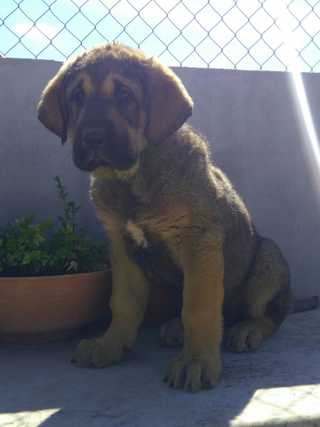 Landa de Carrascoy con 2 meses
Keywords: carrascoy