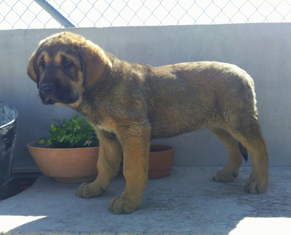 Landa de Carrascoy con 2 meses
Keywords: carrascoy