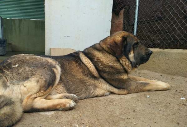 Brisa de Macicandu (Picaro de Albricias x Loba de Macicandu)
Es libre B de displasia de cadera,muerde en tijera y tiene un caracter muy fuerte
Keywords: carrascoy