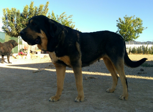 Calypsus del Mar Menor con 4 años
Es libre B de displasia de cadera,muerde en tijera y tiene un caracter muy fuerte y dominante 
Keywords: carrascoy