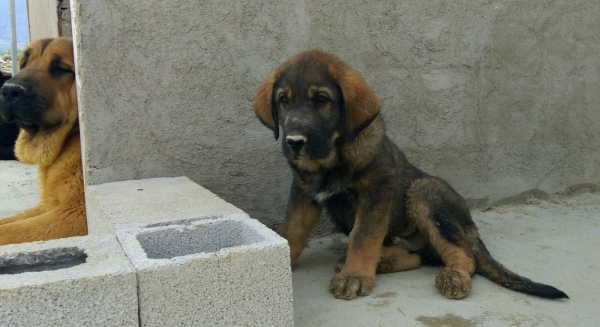 Cachorro macho con 2 meses
Cachorro macho con 2 meses
Keywords: carrascoy