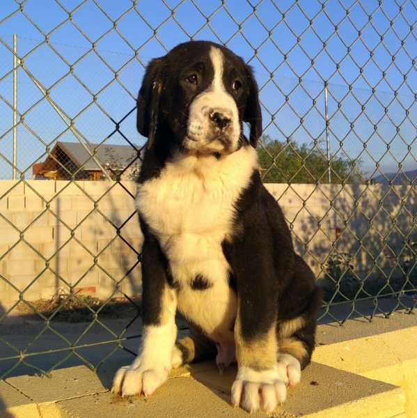 Cachorro con 70 días 
Hijo de Karos del Cerro del Viento x Calypsus del Mar Menor 
Keywords: carrascoy