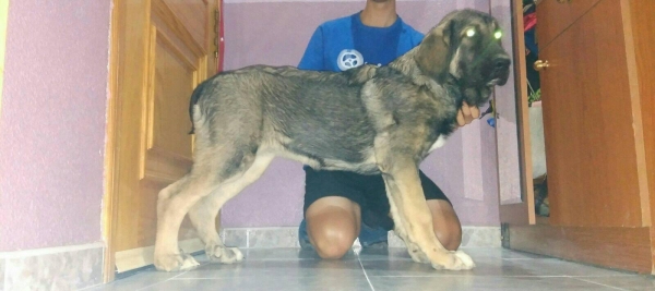 Cachorra de 4 meses (Apolo de Irelorma x Nieve de Navas del Condado)
Keywords: carrascoy