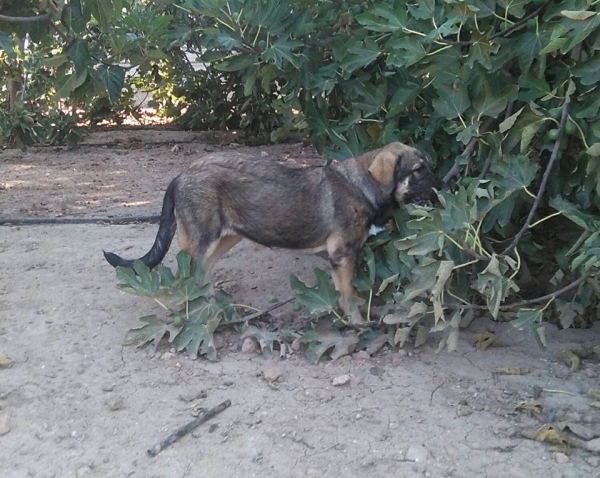 Cachorra de 4 meses (Apolo de Irelorma x Nieve de Navas del Condado)
Keywords: carrascoy