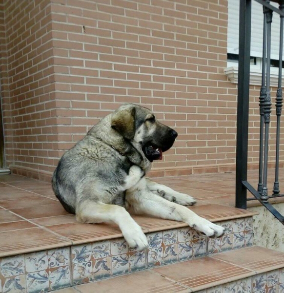 Apola de Carrascoy con 1 año
Hija de Apolo de Irelorma x Nieve de Navas del Condado,muerde en tijera y tiene un caracter muy fuerte igual que su padre
Keywords: carrascoy