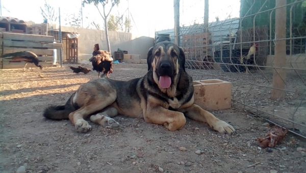 Apola de Carrascoy con 18 meses
(Apolo de Irelorma x Nieve de Navas del Condado)
Keywords: carrascoy