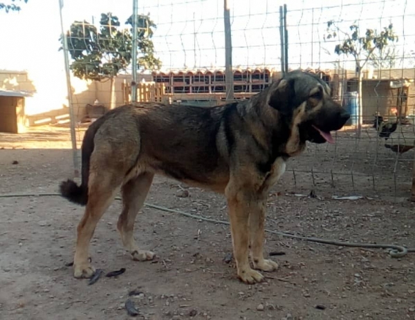 Apola de Carrascoy con 18 meses
(Apolo de Irelorma x Nieve de Navas del Condado)
Keywords: carrascoy