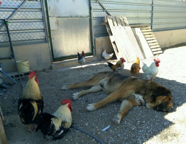 Apolo de Irelorma con 6 años
Hijo de Golfo de Arasanz y Vella de Irelorma
Keywords: carrascoy