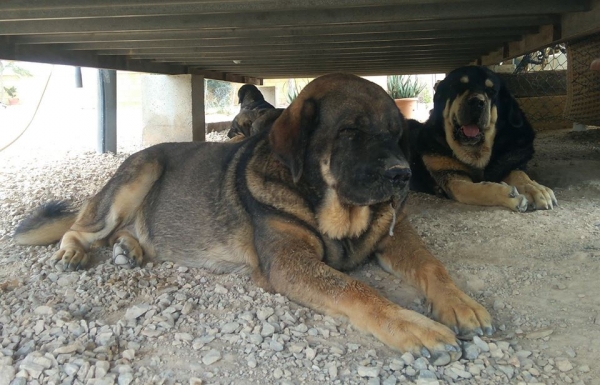 Brisa de Macicandu (Picaro de Albricias x Loba de Macicandu)
Una hembra con un caracter muy fuerte y muy dominante,muerde en tijera y es libre B de displasia de cadera.
Keywords: carrascoy