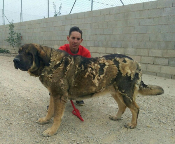 Brisa de Macicandu casi 3 años
Picaro de Albricias x Loba de Macicandu,muerde en tijera,es libre B de displasia de cadera y tiene un caracter muy fuerte
Keywords: carrascoy