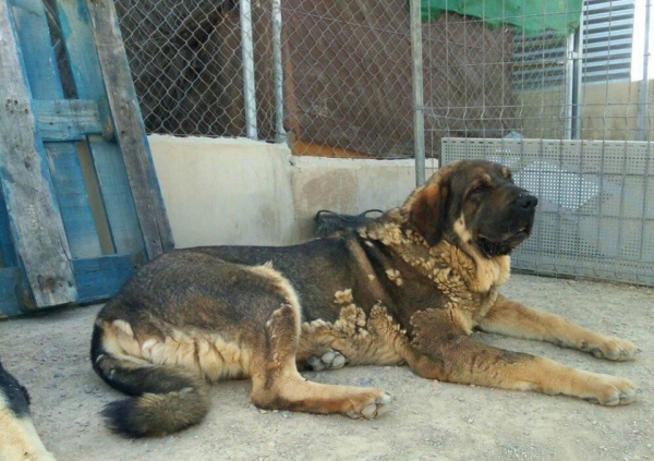 Brisa de Macicandu (Picaro de Albricias x Loba de Macicandu)
Una hembra libre B de dispolasia de cadera,muerde en tijera y tiene un caracter muy fuete
Keywords: carrascoy