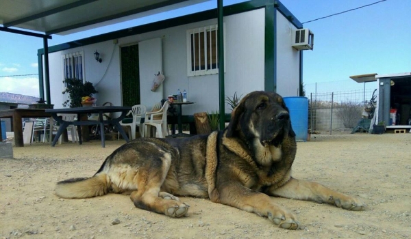 Brisa de Macicandu (Picaro de Albricias x Loba de Macicandu)
Brisa es libre B de displasia de cadera,muerde en tijera y tiene un caracter muy fuerte
Keywords: carrascoy