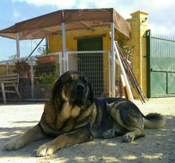 Brisa de Macicandu (Picaro de Albricias x Loba de Macicandu)
Brisa es libre B de displasia de cadera,muerde en tijera y tiene mucho caracter
Keywords: carrascoy