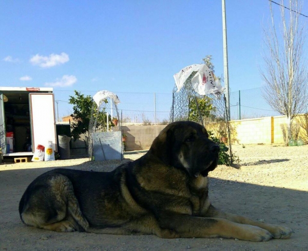 Brisa de Macicandu (Picaro de Albricias x Loba de Macicandu)
Brisa es libre B de displasia de cadera,muerde en tijera y tiene un caracter muy fuerte 
Keywords: carrascoy