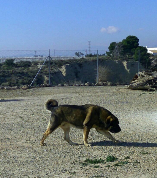 Brisa de Macicandu (Picaro de Albricias x Loba de Macicandu)
Brisa es libre B de displasia de cadera,muerde en tijera y tiene un caracter muy fuerte
Keywords: carrascoy