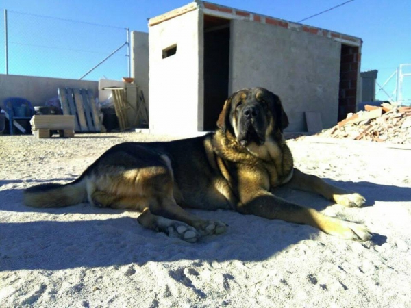 Brisa de Macicandu casi 3 años
Hija de Picaro de Albricias y Loba de Macicandu,muerde en perfecta tijera,es libre de displasia de cadera y tiene un caracter muy fuerte
Keywords: carrascoy