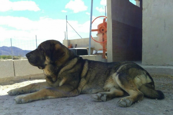 Brisa de Macicandu(Picaro de Albricias x Loba de Macicandu)
Muerde en tijera,es libre B de displasia de cadera y tiene un caracter muy fuerte
Keywords: carrascoy