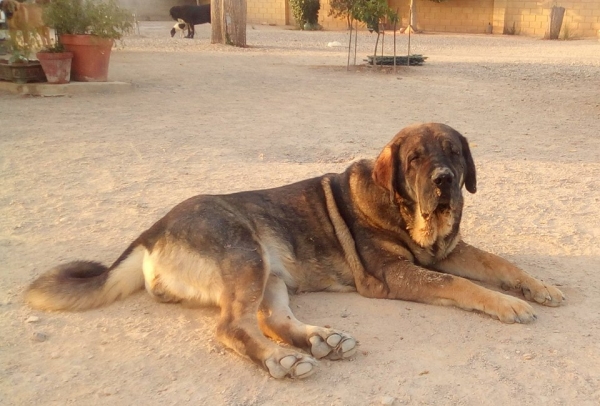 Brisa de Macicandu con 3 años
(Picaro de Albricias x Loba de Macicandu)
Una hembra con un caracter muy fuerte y dominante,grado B de displasia de cadera y muerde en tijera.
Keywords: carrascoy