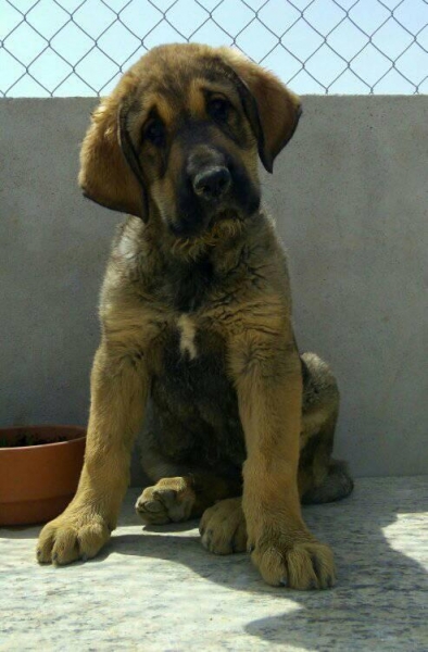 Cachorra con 2 meses
Keywords: carrascoy