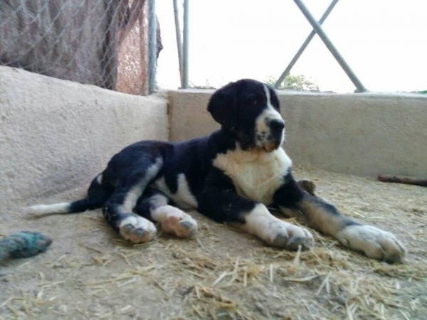 Leon de Carrascoy casi 4 meses
Hijo de Karos del Cerro del Viento x Calypsus del Mar Menor 
Keywords: carrascoy