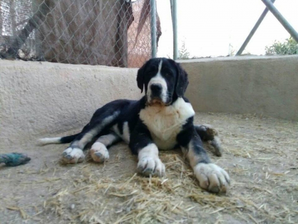 Leon de Carrascoy casi 4 meses
Hijo de Karos del Cerro del Viento x Calypsus del Mar Menor
Keywords: carrascoy