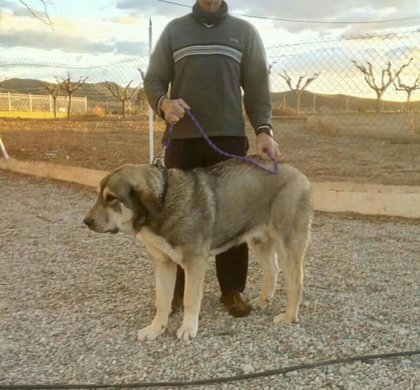 Cachorro con 8 meses
Hijo de Apolo de Irelorma x Nieve de Navas del Condado)
Keywords: carrascoy