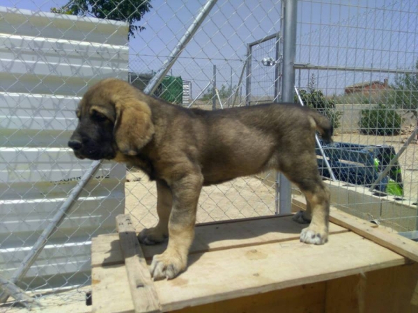 Cachorro Rabon,2 meses (Apolo de Irelorma x Niki de L´Ebre)
Keywords: carrascoy