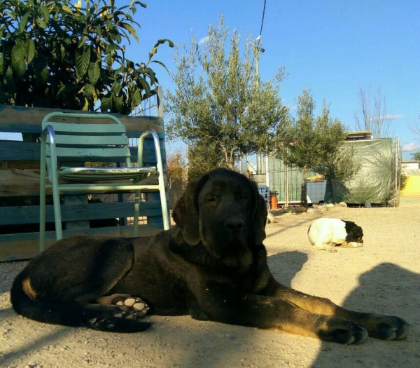 Oso de Carrascoy con 5 meses
Hijo de Karos del Cerro del Viento x Calypsus del Mar Menor
Keywords: carrascoy