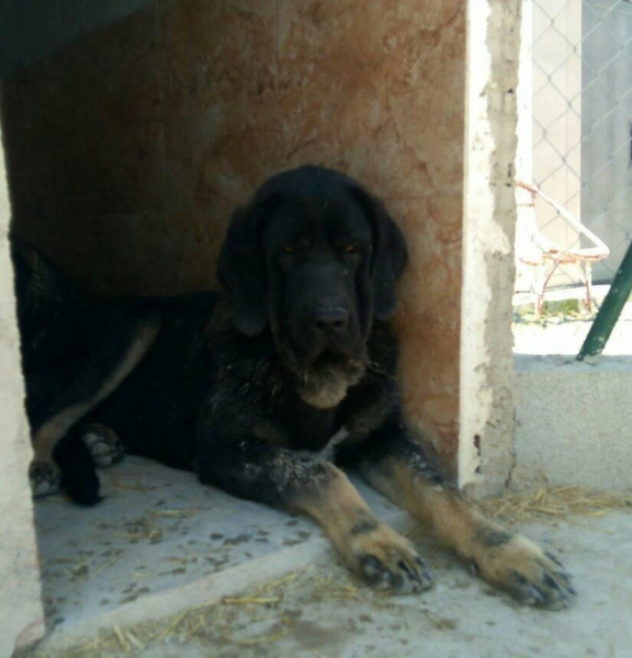 Oso de Carrascoy con 8 meses
Hijo de Karos del Cerro del Viento x Calypsus del Mar Menor,muerde en tijera y tiene mucho genio
Keywords: carrascoy