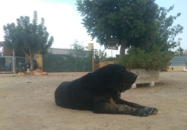 Karos del Cerro del Viento con 4 años
(Ikalos de Abelgas x Taiga del Cerro del Viento)
Tiene un caracter fuerte,es libre A de displasia de cadera y muerde en tijera.
Nieto de Blai del Cerro del Viento y de Guido de Abelgas
Bisnieto de Carbonero de Fuente Mimbre
Keywords: carrascoy