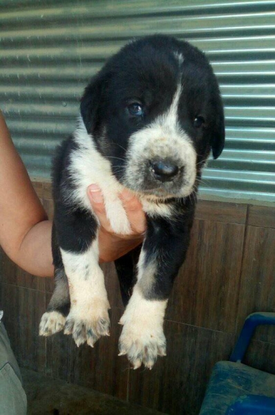 Cacchorro con 28 días
Cachorro hijo de Karos del Cerro del Viento x Calypsus del Mar Menor
Keywords: carrascoy