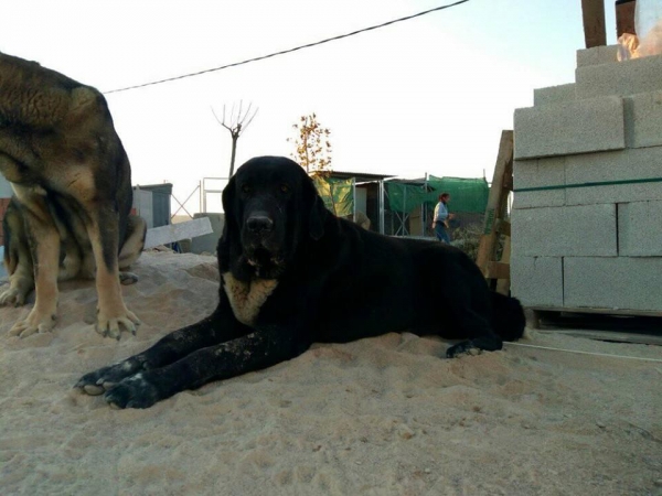 Karos del Cerro del Viento con 4 años
Karos es un ejemplar libre A de displasia de cadera,muerde en perfecta tijera y tiene bastante caracter 
Keywords: carrascoy