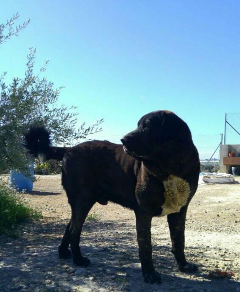 Karos del Cerro del Viento (Ikalos de Abelgas x Taiga del Cerro del Viento)
Es libre A de displasia de cadera,muerde en tijera y tiene un caracter muy fuerte
Keywords: carrascoy