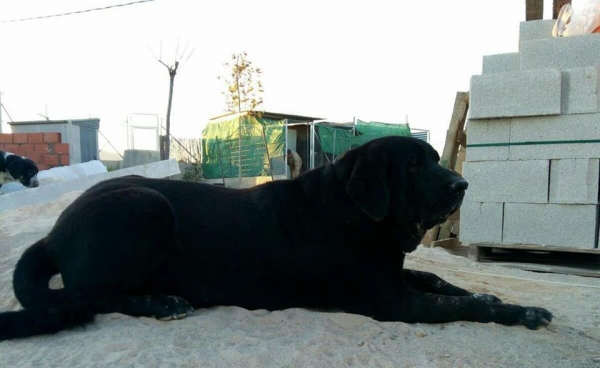 Karos del Cerro del Viento con 4 años
Karos es un ejemplar libre A de displasia de cadera,muerde en perfecta tijera y tiene bastante caracter 
Keywords: carrascoy