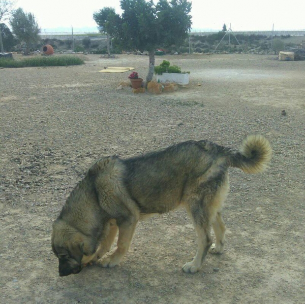 Kira de Carrascoy con 7 meses
Nieta de Teleno de la Vicheriza
Keywords: carrascoy