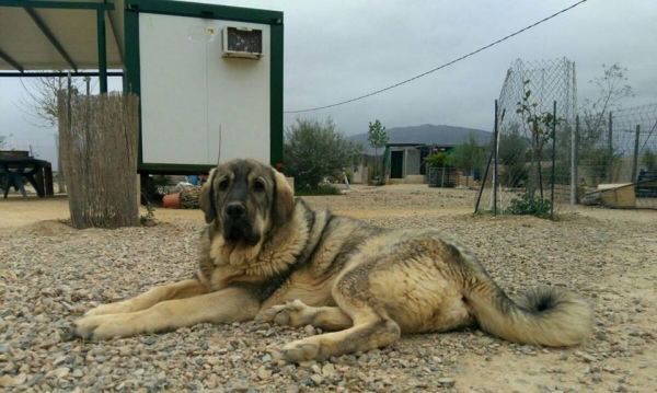 Kira de Carrascoy con 8 meses
Es nieta de Teleno de la Vicheriza,es una cachorra que muerde en tijera y es muy dominante y tiene bastante genio
Keywords: carrascoy