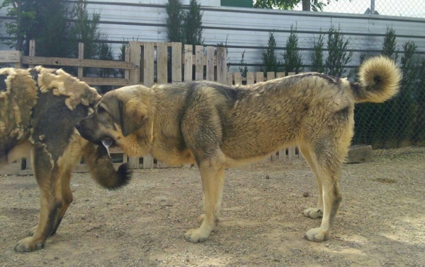 Kira de Carrascoy con 8 meses
Una cachorra muy dominante
Keywords: carrascoy