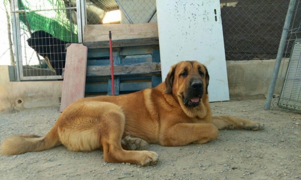 Leona de la Vieja Ermita con 13 meses
Hija de Tacho de Reciecho x Agora de la Vieja Ermita,muerde en perfecta tijera y es libre B de displasia de cadera
Keywords: carrascoy